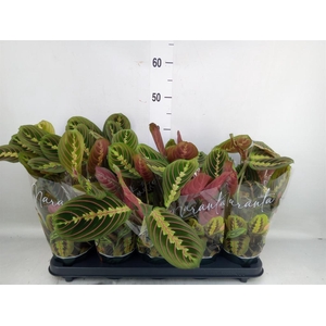 Maranta leuc. 'Fascinator'