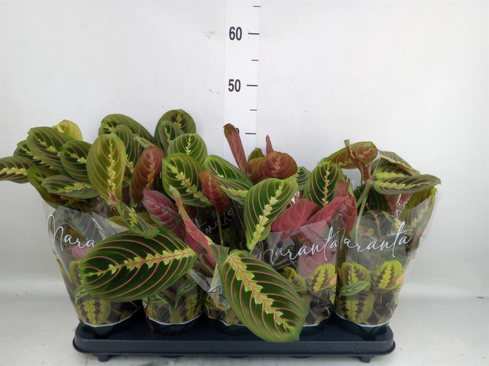 <h4>Maranta leuc. 'Fascinator'</h4>