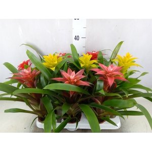 Guzmania   ...mix