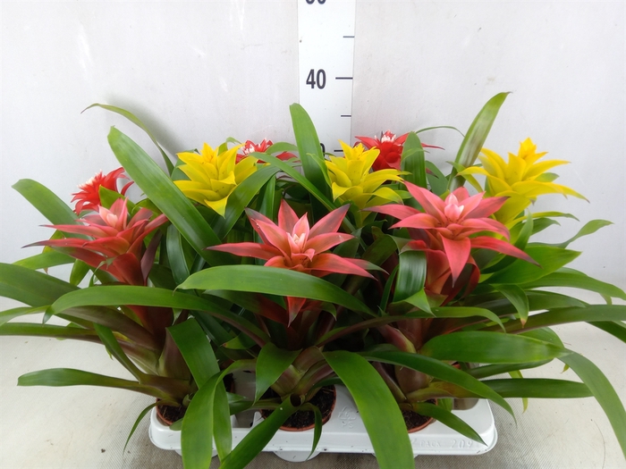 <h4>Guzmania   ...mix</h4>
