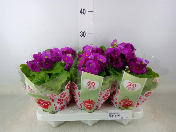 <h4>Primula obcon. 'Touch Me Red'</h4>