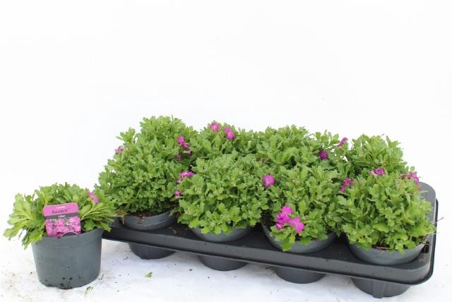 <h4>AUBR AXCENT LILAC</h4>