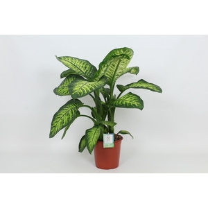 Dieffenbachia Lemon Tropic