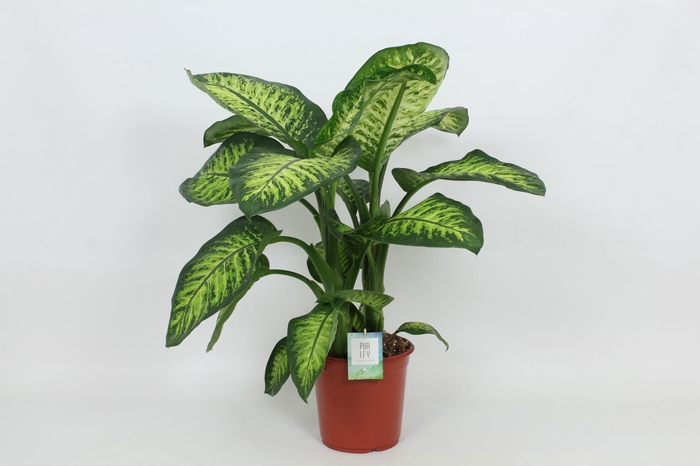 Dieffenbachia Lemon Tropic