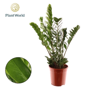 Zamioculcas 8-9 Veren