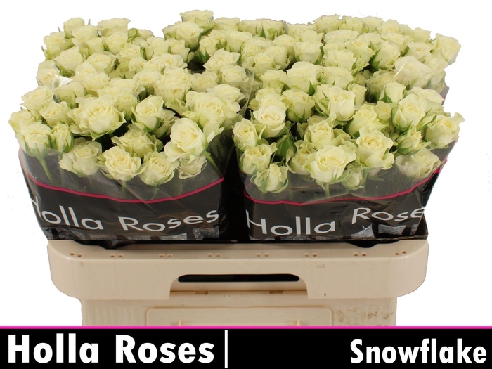 <h4>R TR SNOWFLAKE</h4>