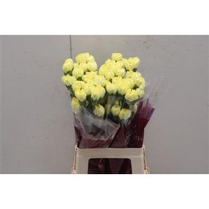 Di St Hermes Yellow