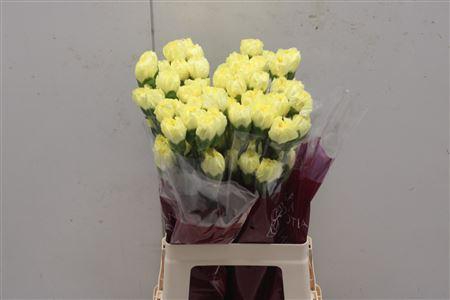 <h4>Di St Hermes Yellow</h4>