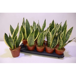 arr8 Sansev Futura Superb