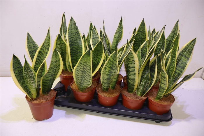 <h4>arr8 Sansev Futura Superb</h4>