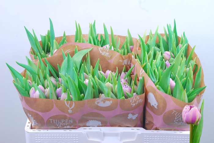 <h4>TU DU SELINA</h4>