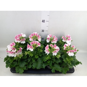 Pelargonium gran.   ..