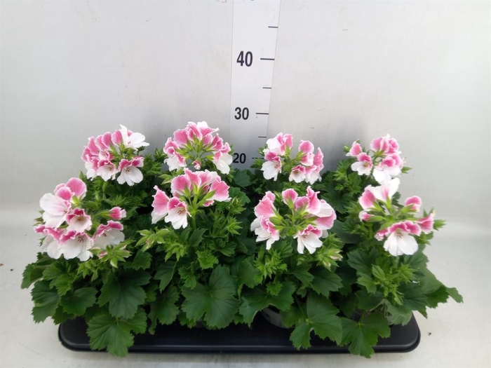 <h4>Pelargonium gran.   ..</h4>