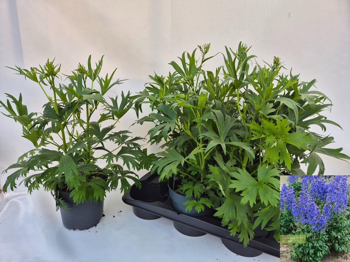 <h4>DELP B PICCOLO</h4>