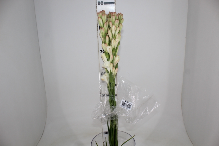 <h4>ANGELICA 080 CM</h4>