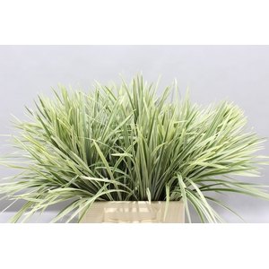 T Grass Variegata