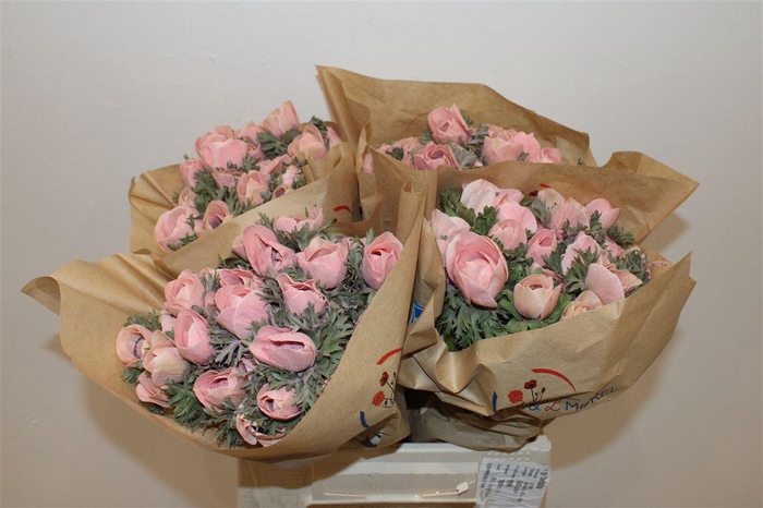 <h4>Anem Marianne Powder Salmon</h4>