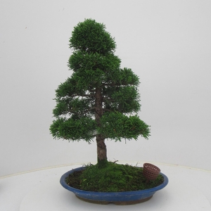 Juniperus chinensis, 31 cm., height 49 cm. (single item)