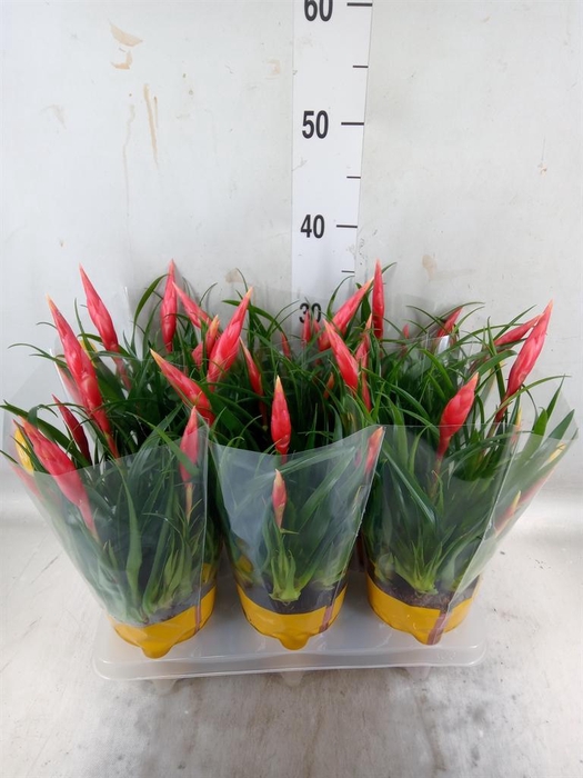 <h4>Vriesea  'Conchita'</h4>