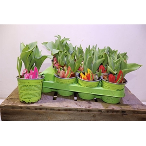 arr8 Tul Gem 4 Kleuren