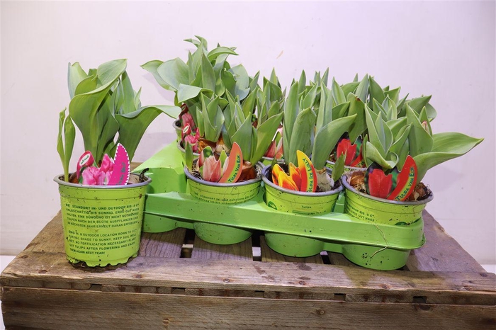 <h4>arr8 Tul Gem 4 Kleuren</h4>