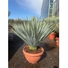 Yucca Rostrata schaal 23ltr