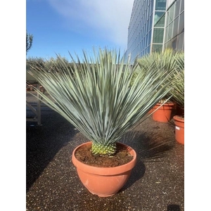 Yucca Rostrata schaal 23ltr