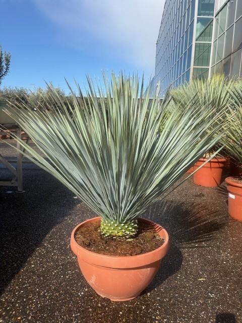 <h4>Yucca Rostrata schaal 23ltr</h4>