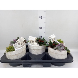 Arr.   Kamerplant Groen H%