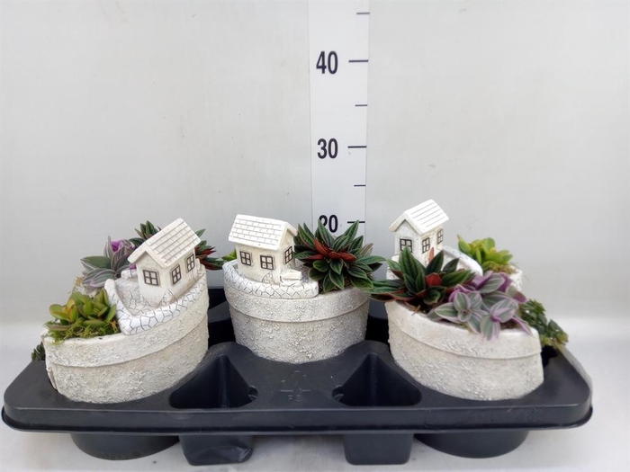 <h4>Arr. Kamerplant Groen H%</h4>