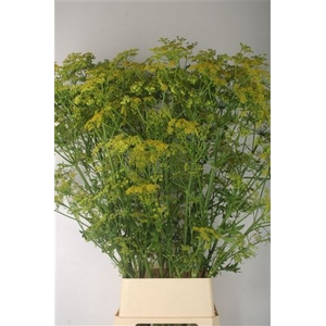 Angelica Gigas Yellow