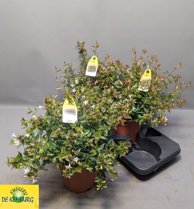 <h4>ABEL GRANDIFLORA</h4>
