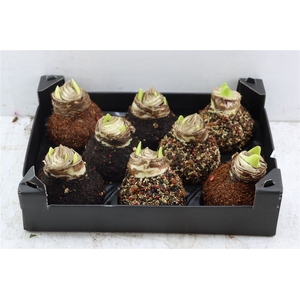Wax Hipp Spice Mixed Autumn Scented