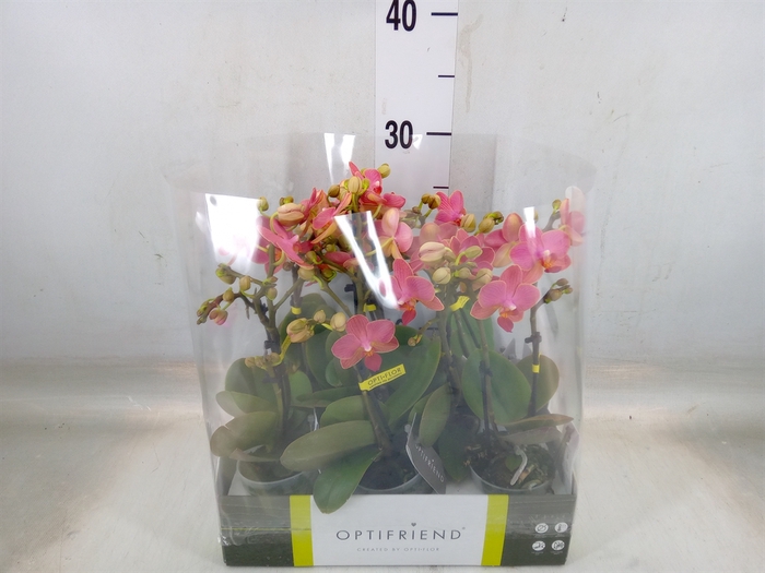 <h4>Phalaenopsis multi.   ...orange</h4>