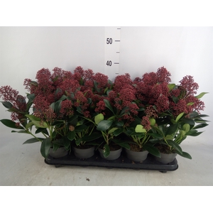 Skimmia jap. 'Rubella'