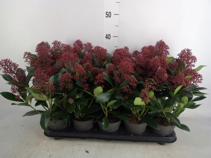 <h4>Skimmia jap. 'Rubella'</h4>