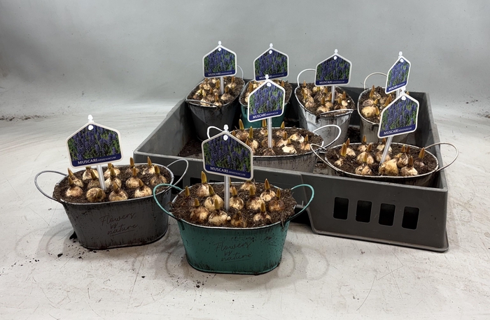 <h4>ARR MUSCARI</h4>