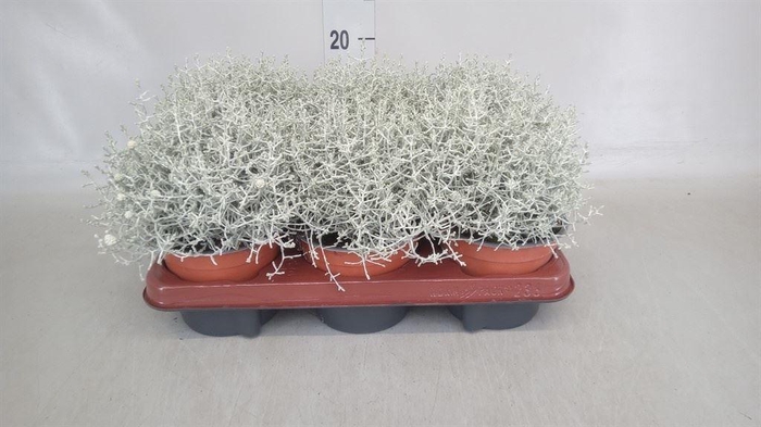 <h4>LEUCOPHYTA BROWNII ZWAAR XXL</h4>