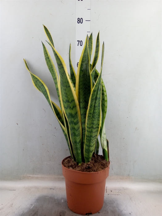 <h4>Sansevieria trifa. 'Laurentii'</h4>