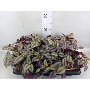 Tradescantia zebr. 'Violet Hill'