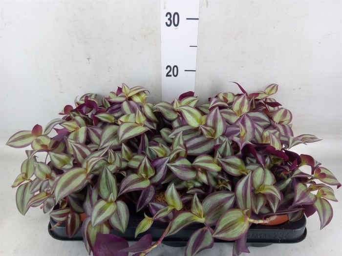 <h4>Tradescantia zebr. 'Violet Hill'</h4>