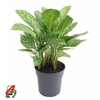Aglaonema Stripes