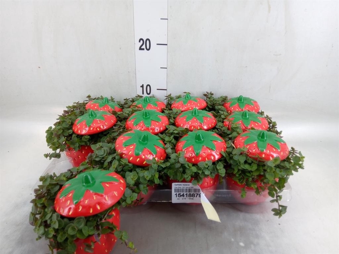 <h4>Callisia repens</h4>