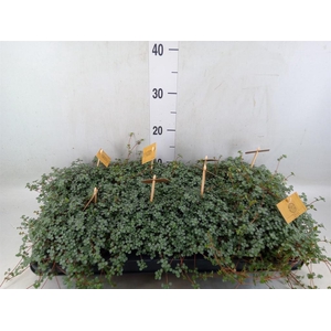 Pilea glaucophylla 'Greyzy'