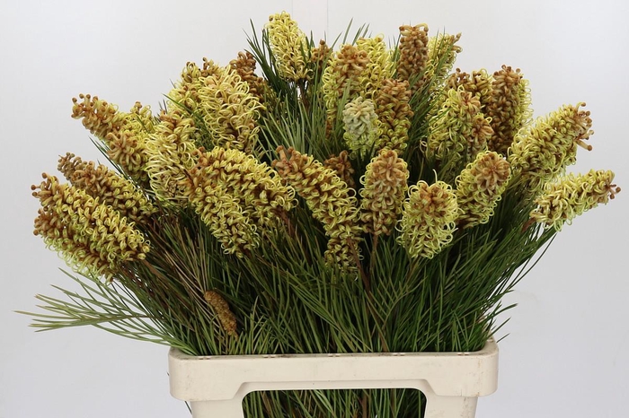 <h4>Grevillea Spiderman</h4>