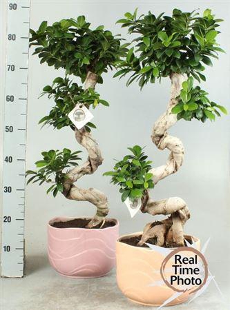 <h4>Fic Mi Ginseng</h4>