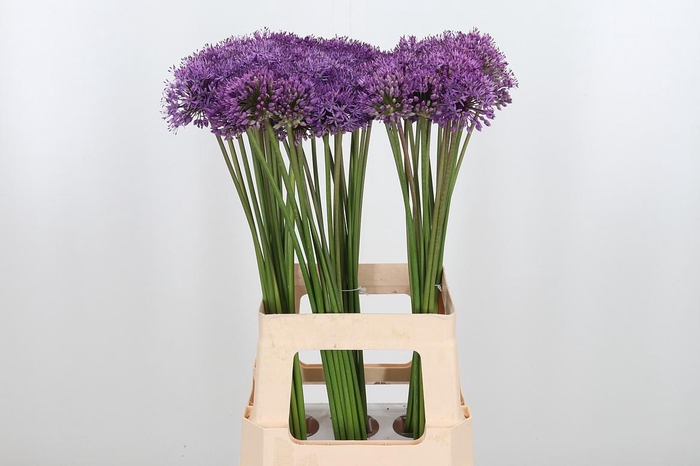 <h4>Allium Gladiator</h4>