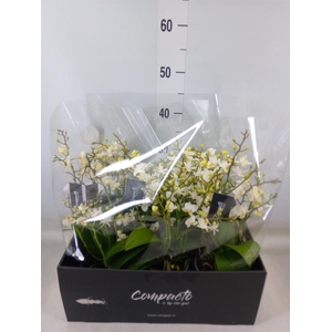 Phalaenopsis multi. 'Cream Punch'