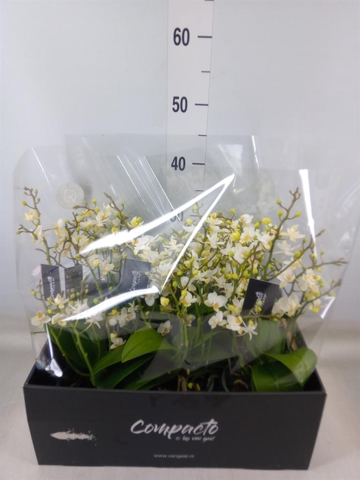 <h4>Phalaenopsis multi. 'Cream Punch'</h4>