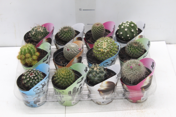 <h4>CACTUS RAIZ PROPRIA P09</h4>